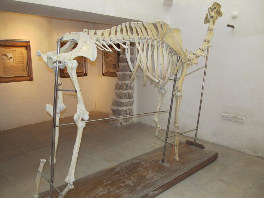 The Camel Museum